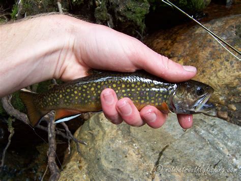 Native Trout Fly Fishing: Brook Trout