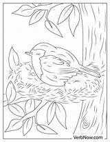 Free ROBIN Coloring Pages For Download Printable PDF sketch template
