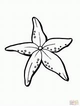 Starfish Coloring Beach Pages Shells Printable Drawing Color Clipart  sketch template