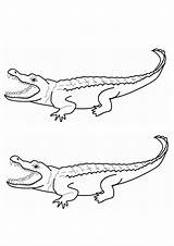 Coloring Pages  Two Alligator sketch template
