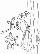 Pileated Woodpecker Coloring Page  Free Printable Pages sketch template