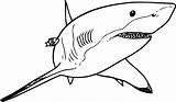 Simple Whale Shark Coloring Pages  Cool sketch template