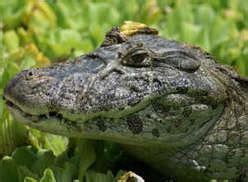 Broad-Snouted Caiman facts, pictures, videos and more - Crocodile Facts