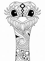 Ostrich Head Mandala coloring Page  Download Print Or Color Online sketch template