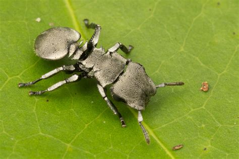 Cephalotes basalis : Nature Closeups