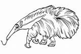 Más De 20 Páginas Para Colorear Osos Hormigueros PDF Imprimible  sketch template