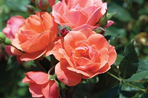 Knock Out Roses: How to Grow, Care and Use Knock Out Roses | HGTV