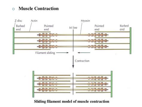 11.Intermediate Filaments - cell biology