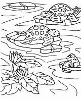 Free Pond Life Coloring Pages  LeonidasilBrewer sketch template