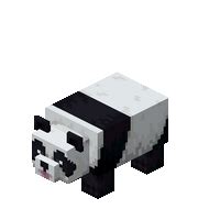 Panda – Minecraft Wiki