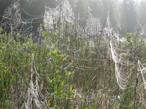 Amy Brown Science: Spiders Everywhere!