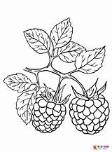 Berries Coloring Pages Printable For Free Download sketch template