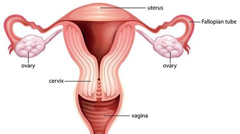 Internal Female Reproductive System