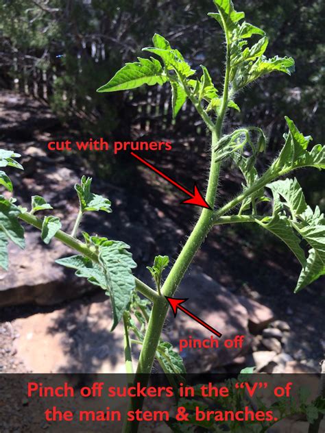 Pruning Tomatoes for Maximum Harvest | Fruit n' Veggie