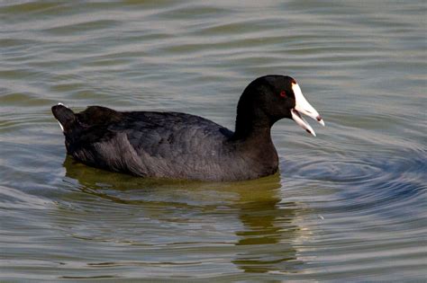 Coot Symbolism & Meaning (+Totem, Spirit & Omens) | World Birds