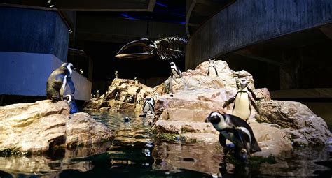 Penguin Colony - New England Aquarium