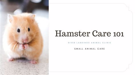 Hamster Care 101 — River Landings Animal Clinic in Bradenton, Florida