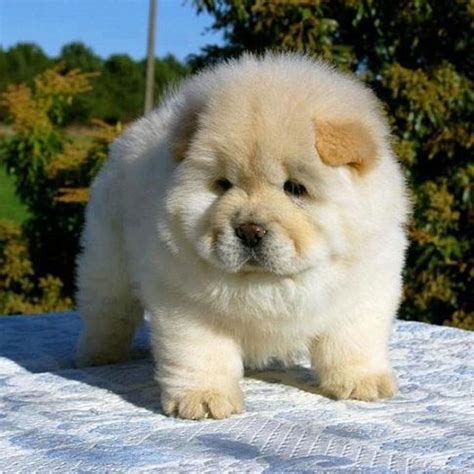 Fluffy Emergency! Chow Chow Puppies Are on the Loose! – Dogster