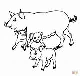 Pig Mother And Baby Pigs coloring Page  Free Printable Coloring Pages sketch template