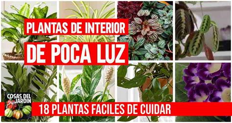 Plantas de interior que requieren POCA LUZ | Plantas de interior, Plantas de poca luz, Semillas ...