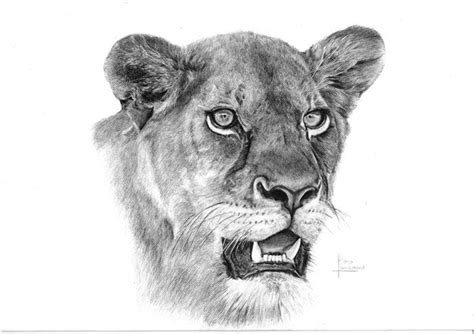 Lioness by Riana Lombaard | Lioness, Lion tattoo, Lions