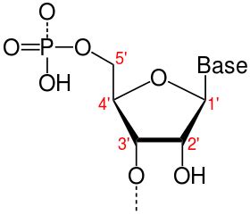 Deoxyribonucleotide - Alchetron, The Free Social Encyclopedia