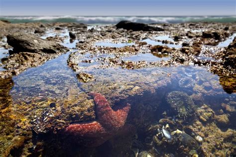 Let's rock the shores! Ecosystems of the sea: Rocky shores.