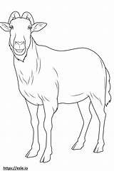 Boer Goat Cute coloring Page sketch template