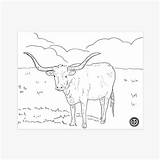 Texas Longhorns Coloring Pages Football Team Printable Sport Sheets  sketch template