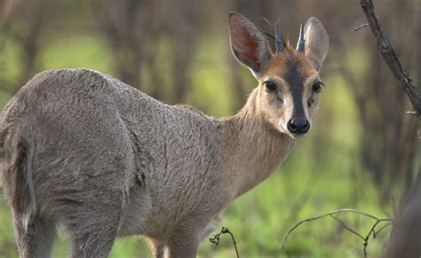 Duiker, Common - Fascinating Africa