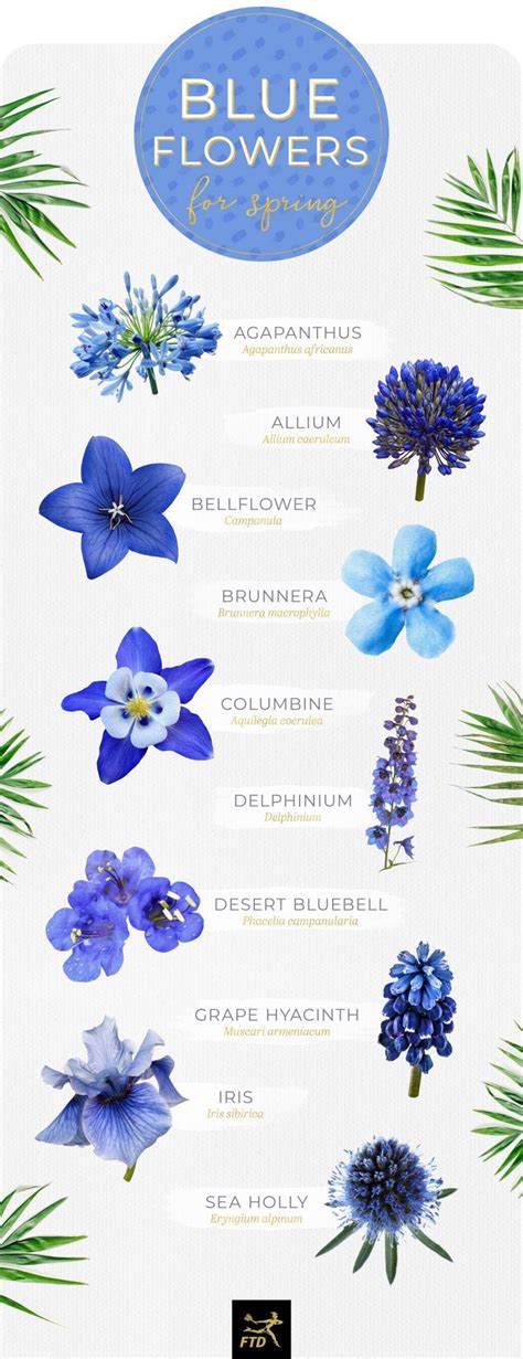 30 Types of Blue Flowers - FTD.com | Types of blue flowers, Blue flower names, Dark blue flowers