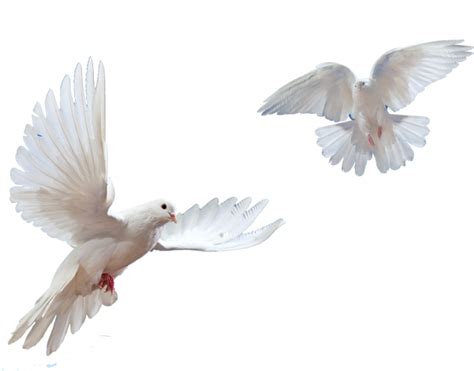 Flying Bird Dove Png