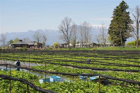 Wasabi cultivation in Japan | Wasabia japonica | Wasabi Crop