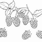 Blackberry Coloring Pages Printable For Free Download sketch template