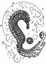 Seahorse Coloring Page · Creative Fabrica sketch template