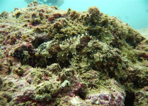 Camouflage Stonefish - they're amazing! | Diving, Herbs, Camouflage