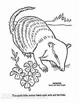 Anteater Coloring Book Page sketch template