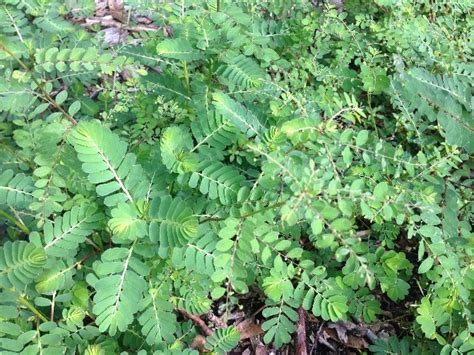 Weed Spotlight: Chamberbitter, the “Little Mimosa” - UF/IFAS Extension Gulf County