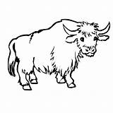 Yak coloring Page  Animals Town color Sheet Printable sketch template