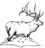 Free Printable Coloring Pages Of Elk  KileyropLittle sketch template