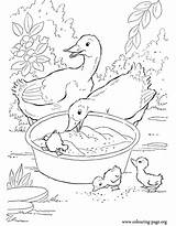 Dogs And Puppies  Couple Of ducks His Ducklings coloring Page sketch template