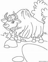 Yak Coloring Pages sketch template