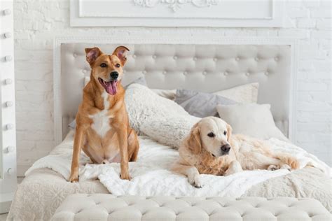 Don't be fooled by a 'pet-friendly' hotel — it'll almost always cost ...