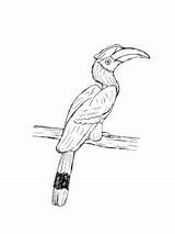 Hornbill coloring Page sketch template