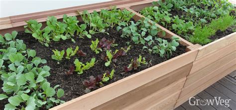 How to Build Raised Beds for Your Vegetable Garden