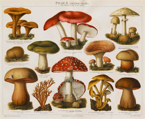 Different Types of Poisonous Mushrooms posters & prints by Corbis