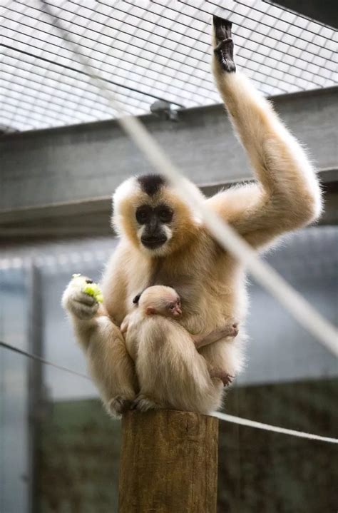 Baby gibbon born at Twycross Zoo - Hinckley Times