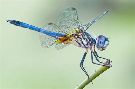 8 Things You Never Knew About Dragonflies