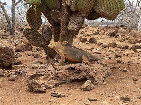 The Galapagos Land Iguana (Conolophus subcristatus), North… | Flickr