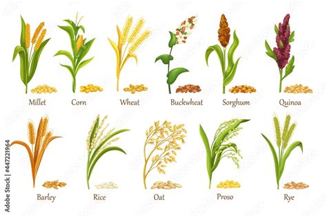 Grass cereal crops, agricultural plant vector illustration. Set heap ...